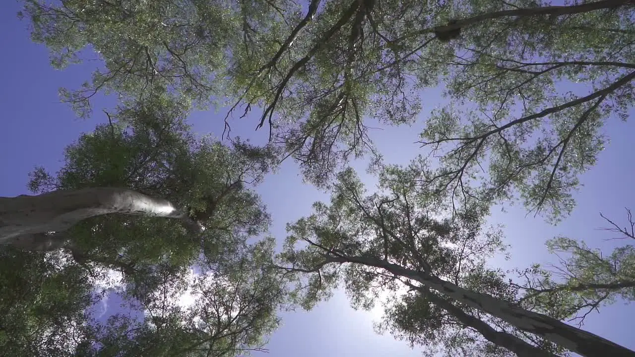 Low angle view of trees in a forest at noon