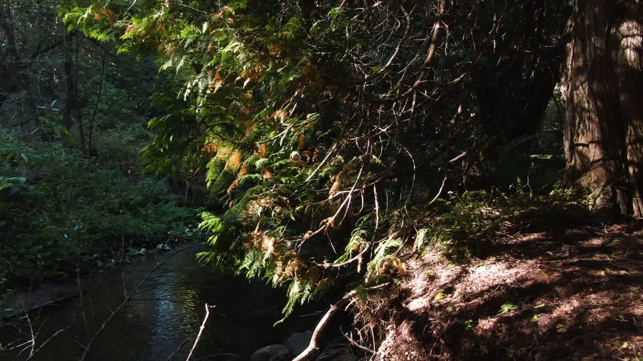 A glimpse of the forest river running calmly under the thick foliage