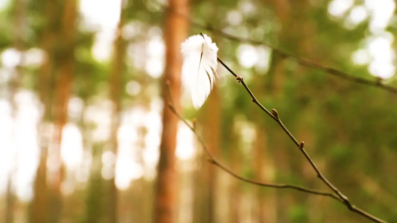 White feather stuck in a tree branch and waving in the wind