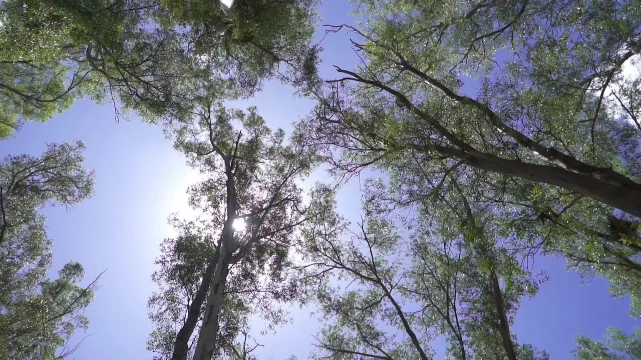 Low angle circular slow motion view of trees in a forest at noon