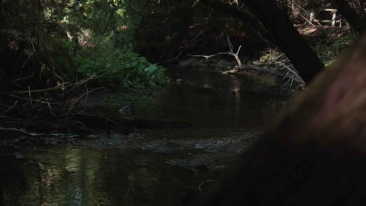 A look from over a tree forest river is revealed