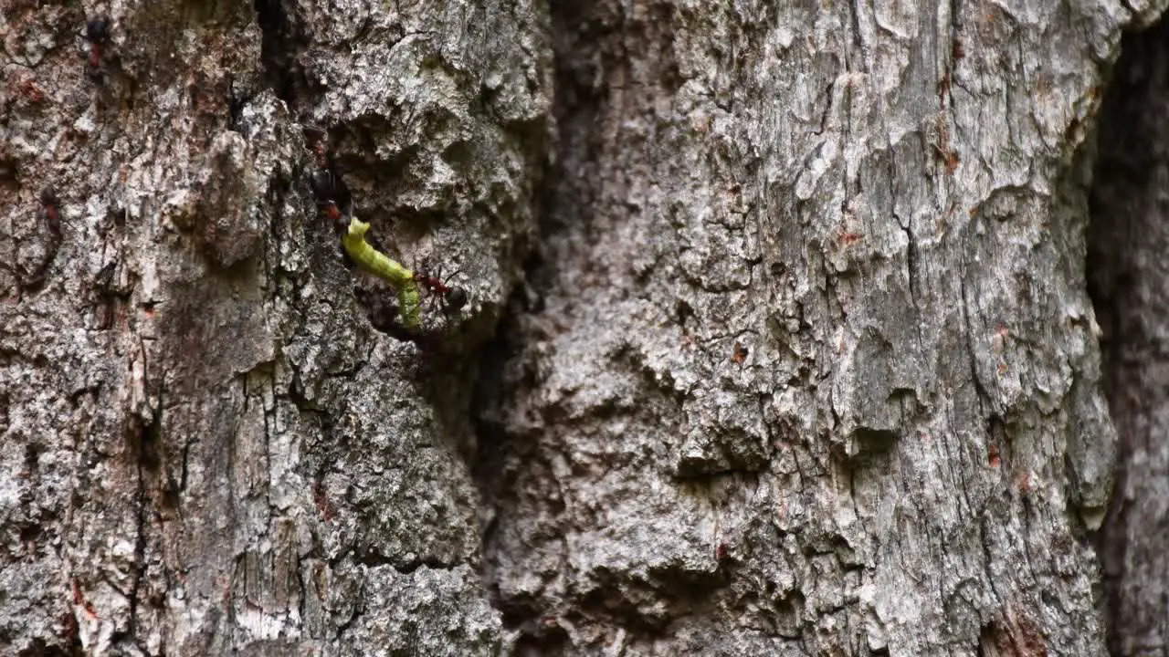 Ants do teamwork with worm carrying up to old oak tree trunk