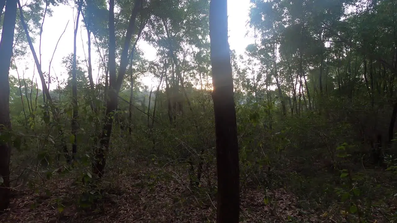 The Beautiful And Peaceful Niligri Forest India On Sunset Wide Pan Shot