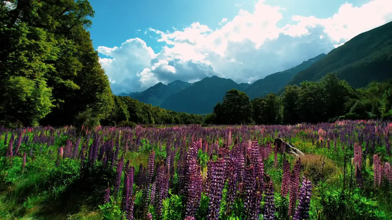 New Zealand Milford Sound Landscape Drone Shot of Colorful Lupin Field