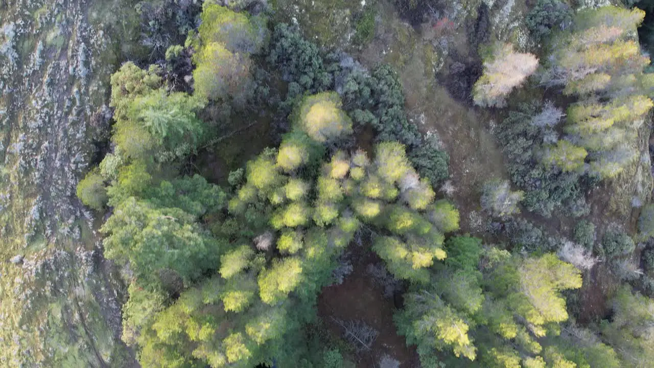 Aerial Forest Pond Summit on Vancouver Island Canada Lone Tree Hill