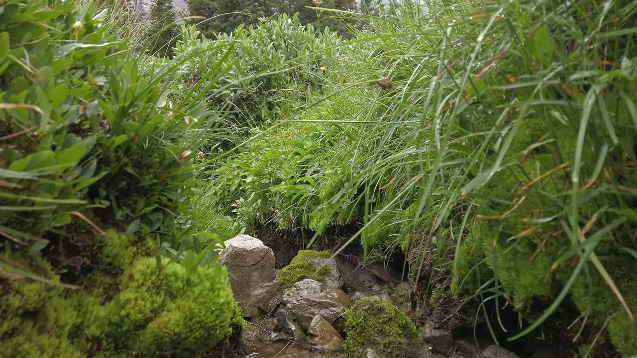 Wet grass moss in crease water flowing following Rockies Kananaskis Alberta Canada