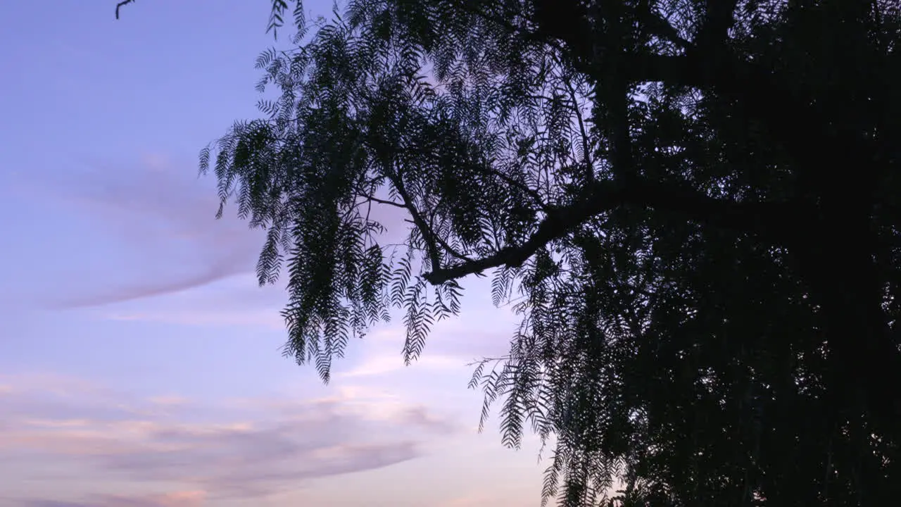 A californian pepper tree or Schinus molle against the evening sky