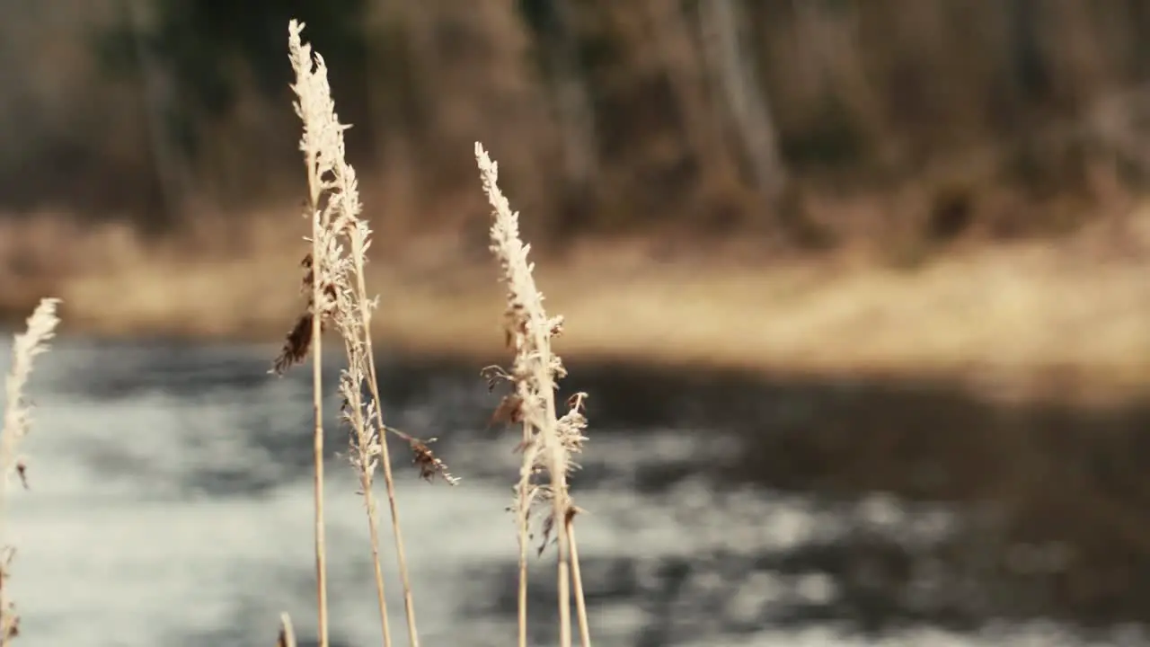 The dry grass moves in the wind on the river bank