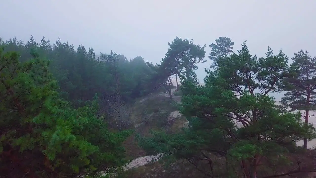 Idyllic establishing aerial view misty dark pine tree forest on foggy autumn day Nordic woodland with thick mist Baltic sea coast wide ascending drone shot moving forward