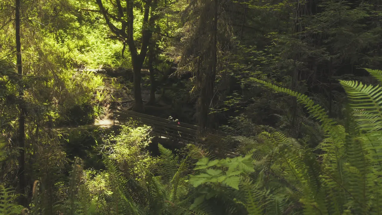 WIde shot of the California redwoods and a footbridge with people walking across