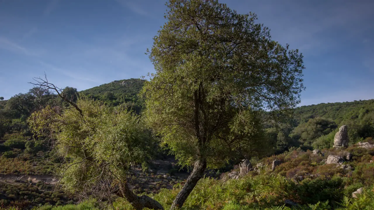 Sardinia Lone Tree 4K 03