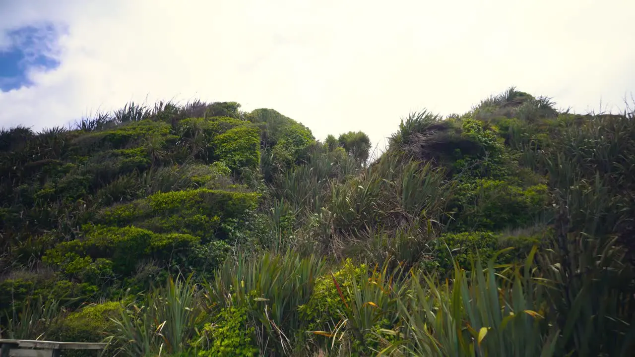 Boardwalk coastal in New Zealand