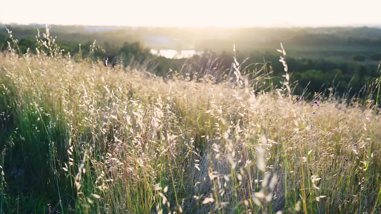 Selective soft focus of golden dry grass in front of beautiful sunset blowing in the wind yellow and orange colors in the background nature concept static shot