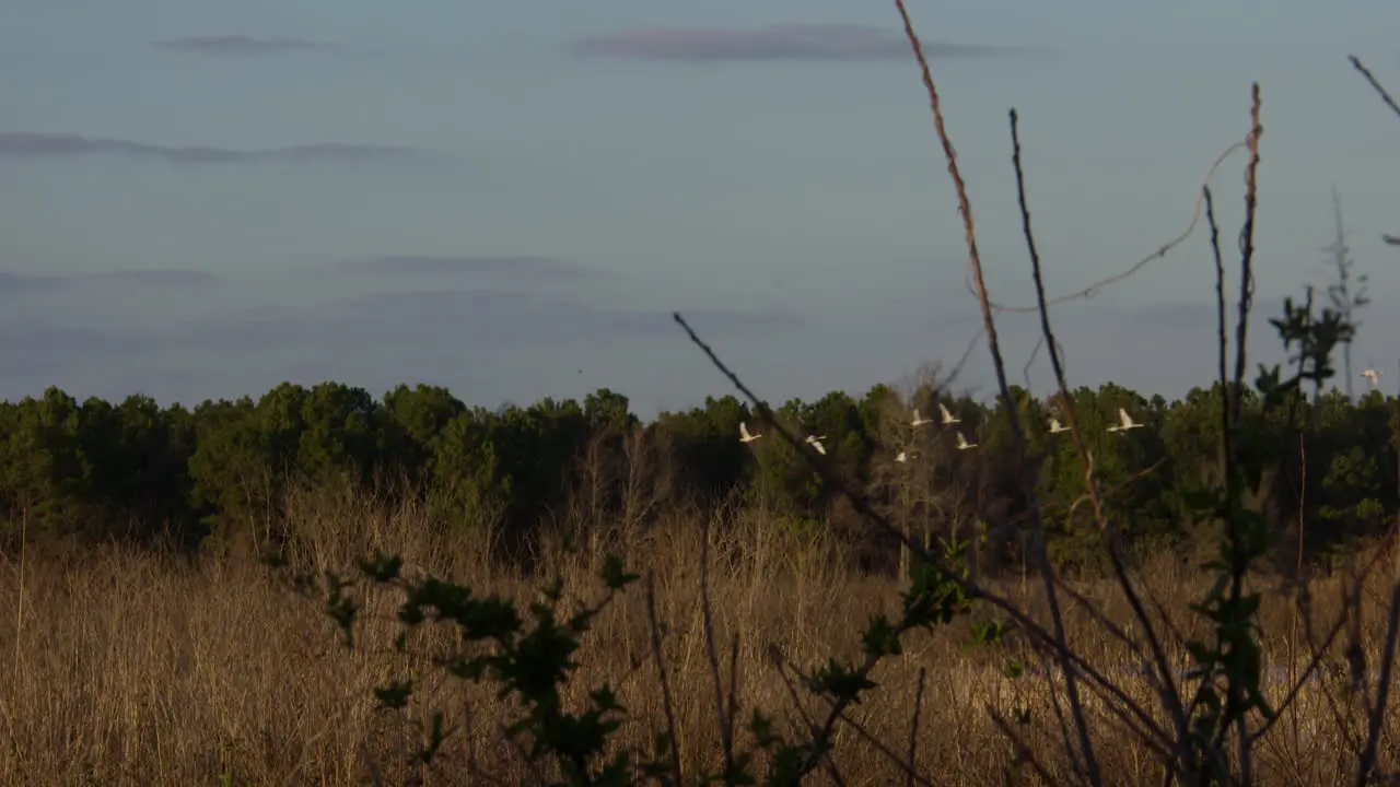 tundra swans in the marsh lands of eastern north carolina 4K