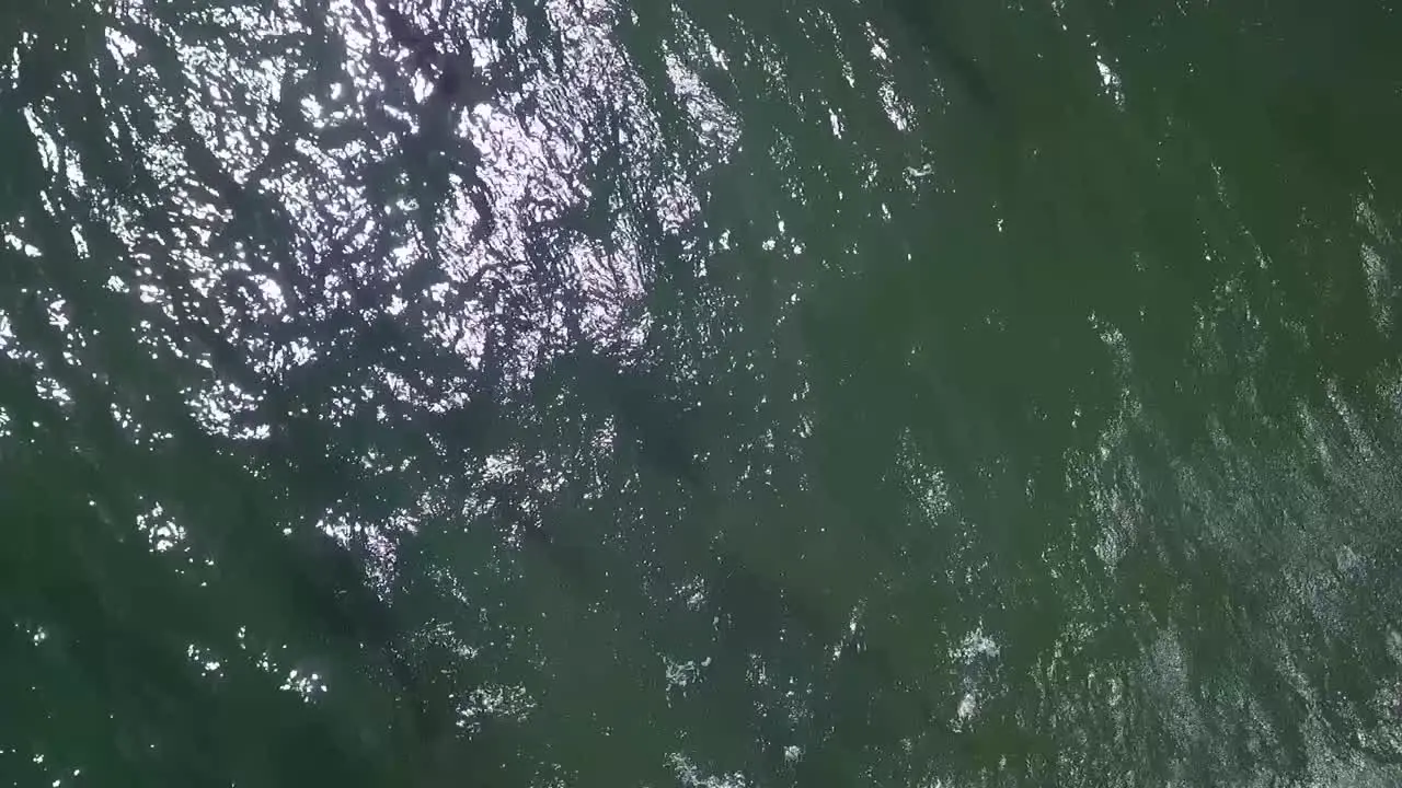 Slow motion sea weed in greenish sea bird rock in water