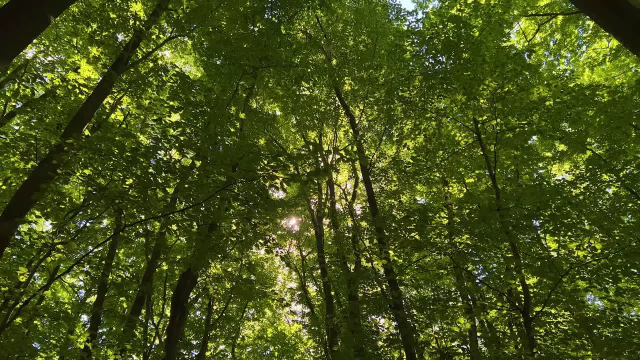 Looking Up At Sunlight Poking Through Forest Tree Canopy With Slow Pan Down