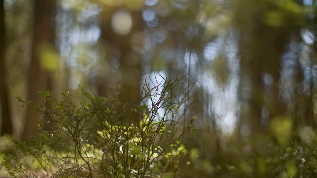 Relaxing meditation background footage of a calm and soothing Nordic Scandinavian forest during summer time with green trees calmly breezing in the wind with small blueberry plants on the mossy ground