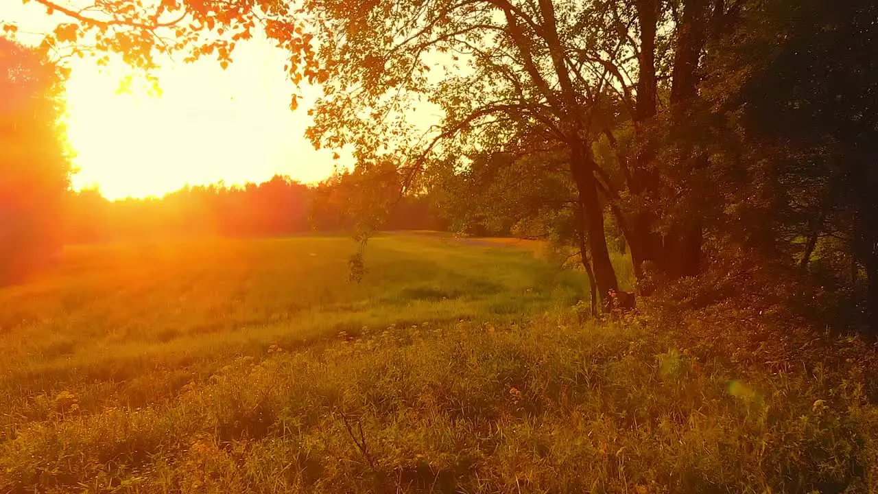 Sunset in serene woodland park dolly in through trees reveals vast field