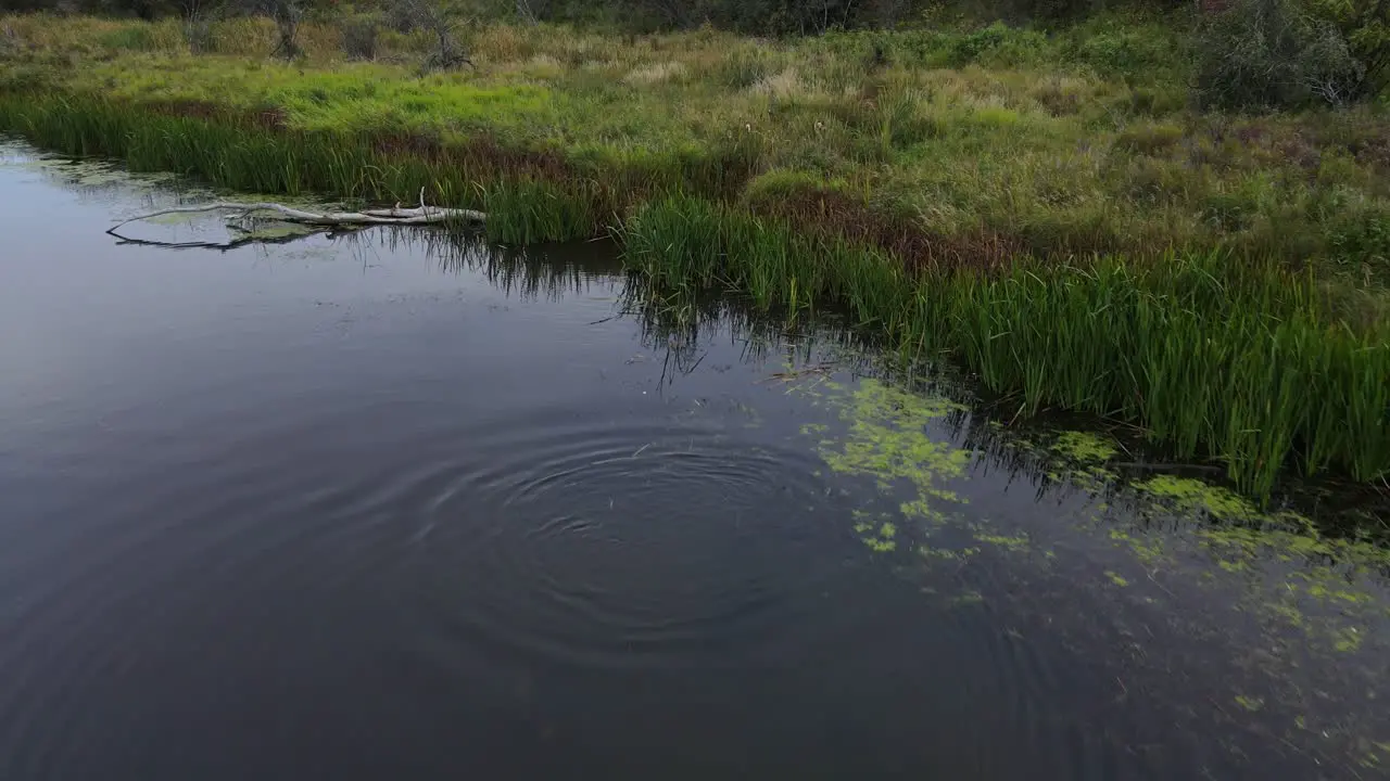 Beaver diving underneath the water surface near the shore of battle river in south west Alberta