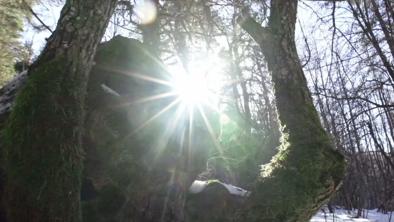 Footage of a beautiful snowy pine forest in the mountains during the winter-6