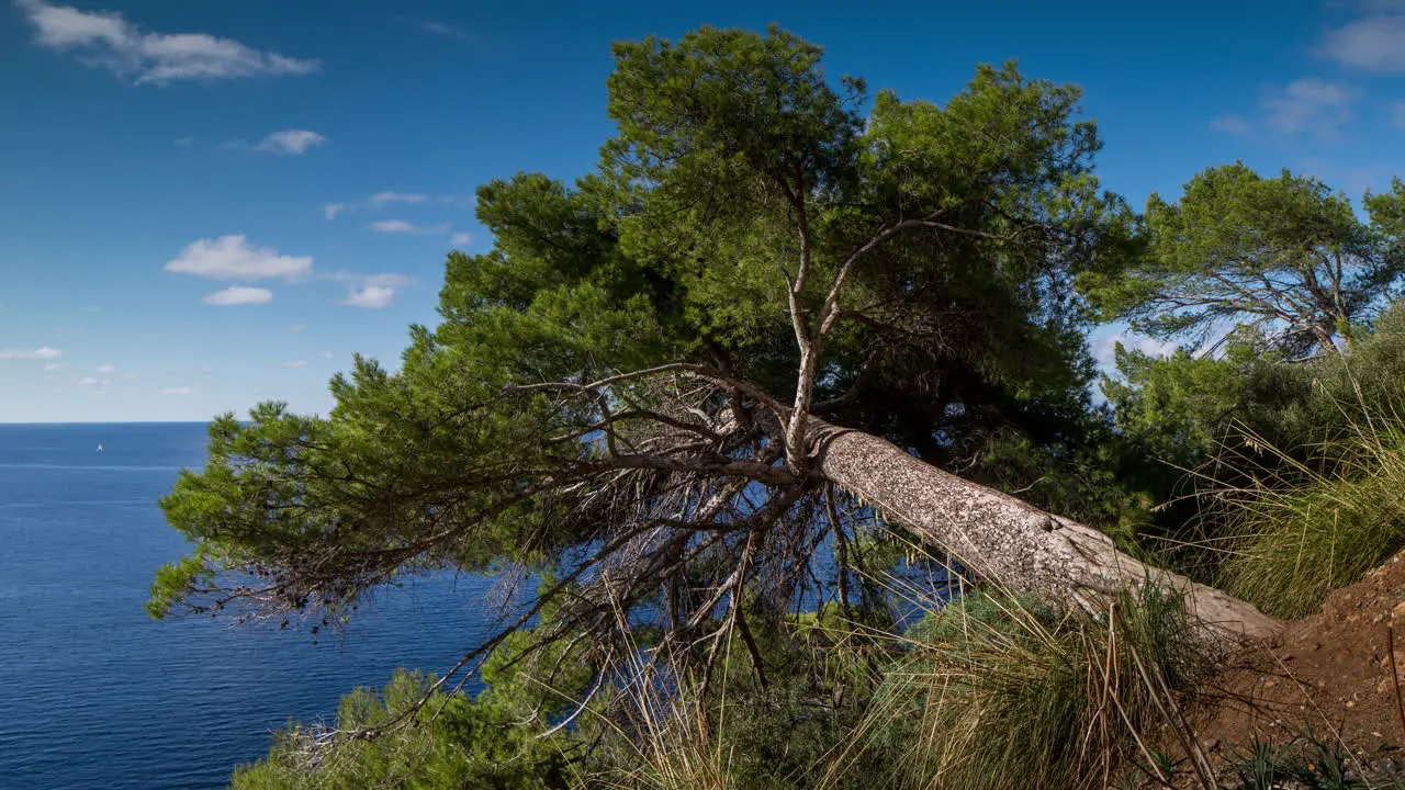 Fallen Tree 4K 00