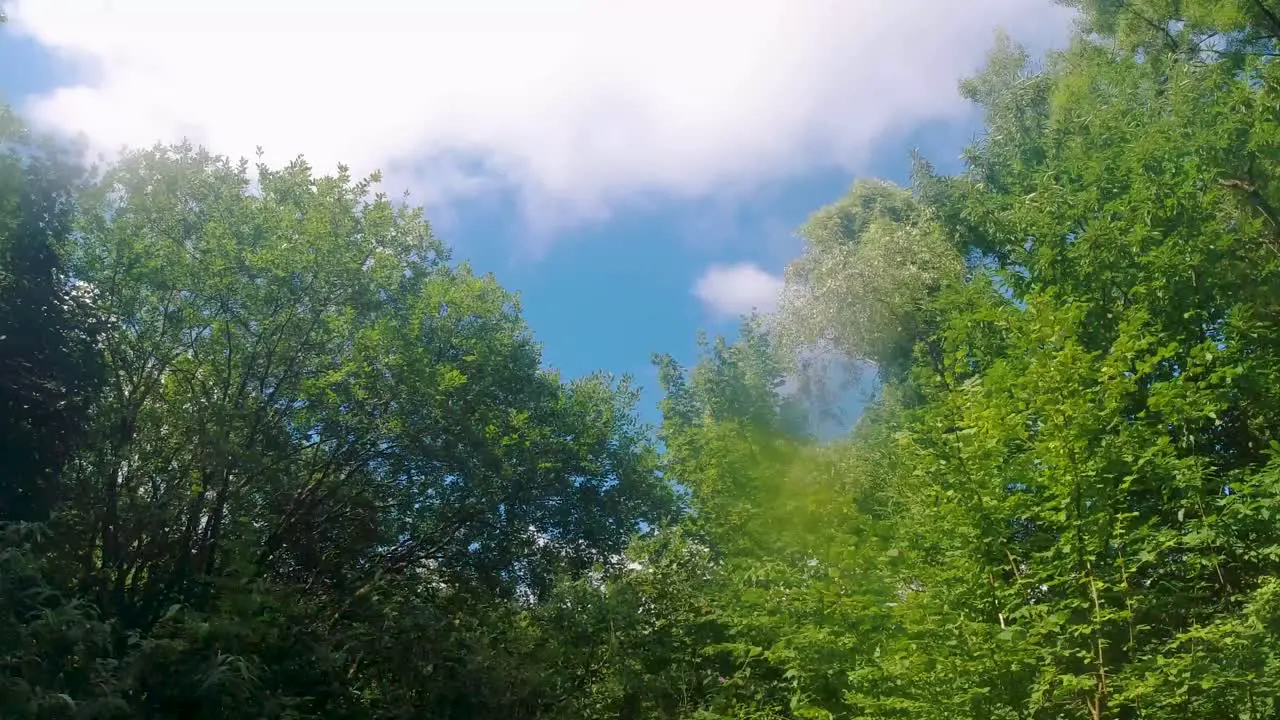 Dreamy Smooth Footage of Bright Green Trees with Hazy Sun Light and Blue Sky in Summer UK 4K