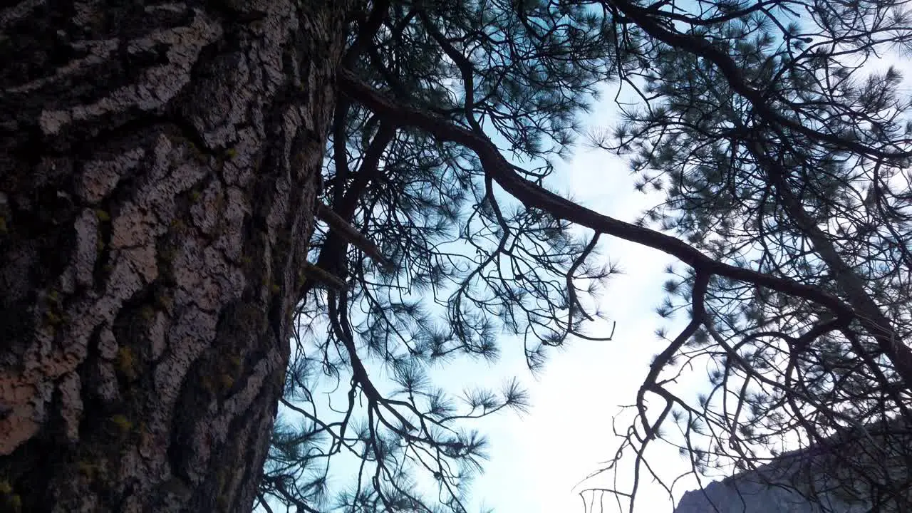 Panning shot from a tree to rocky granite ridge cliffs at low light