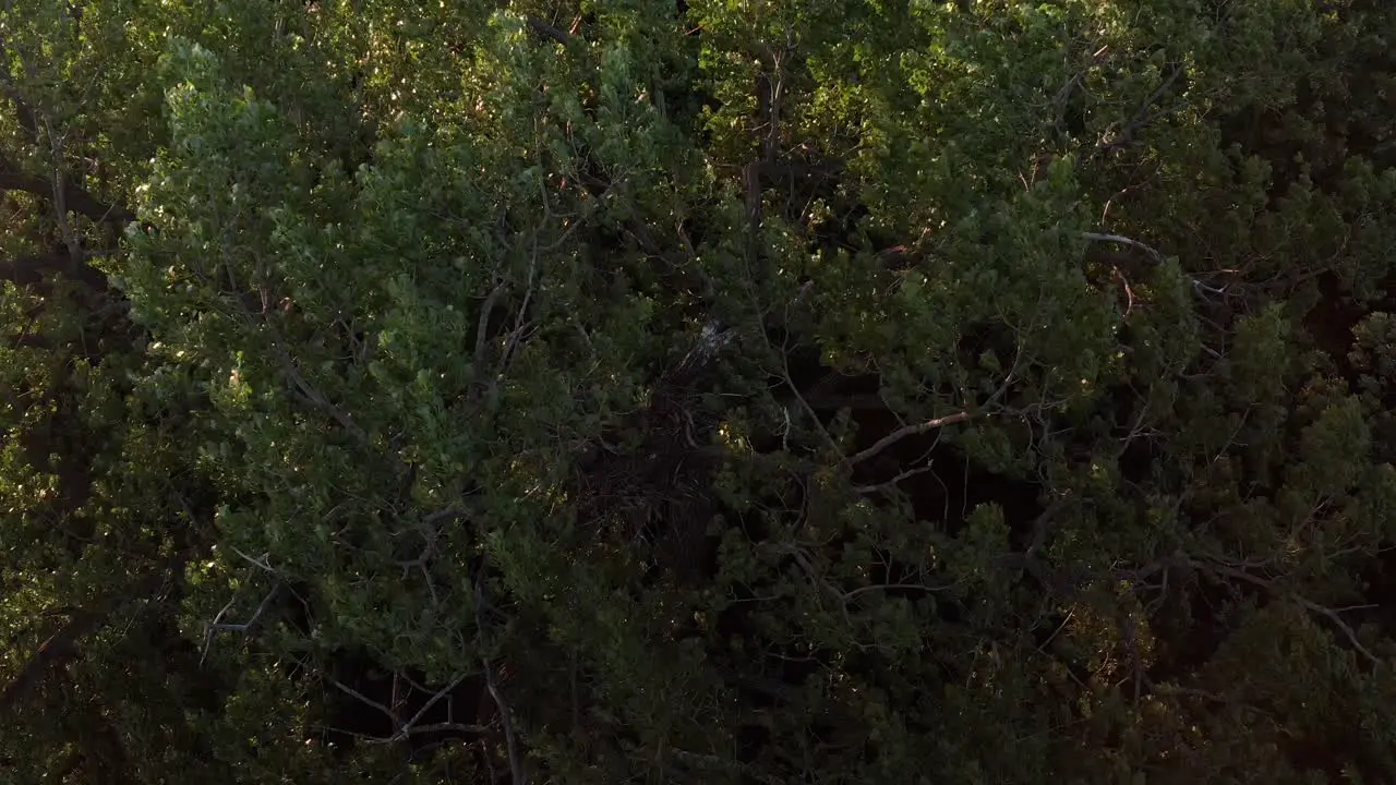 Aerial close-up shot revealing juvenile bald eagle's in their tree nest