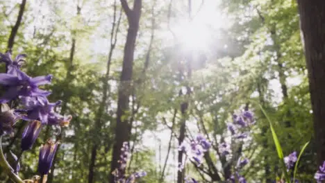 Low Angle Close Up Of Woodland With Bluebells Growing In UK Countryside 1