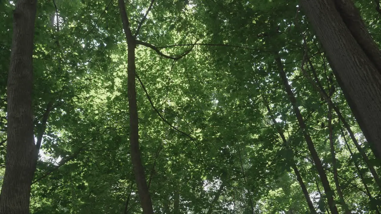 Wind rippling trees along the Wissahikcon Creek Philadelphia