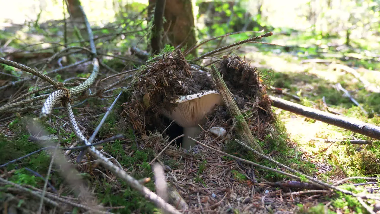 Large mushroom is lifting up the soil in an Austrian forest on a sunny day