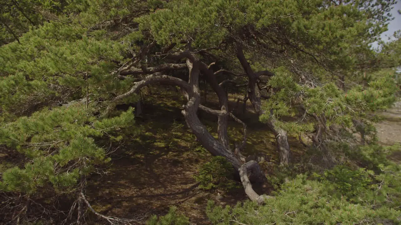 An immersive shot of an old pine tree resembling a bonsai