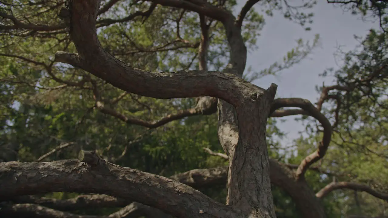 An immersive shot through the twisted branches of an old pine tree revealing nature's intricate beauty