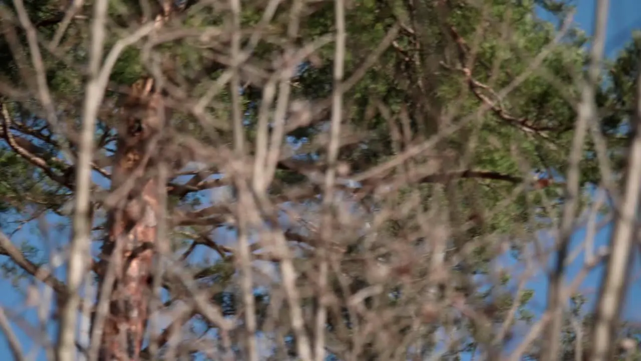 Bird flying over trees in a forest