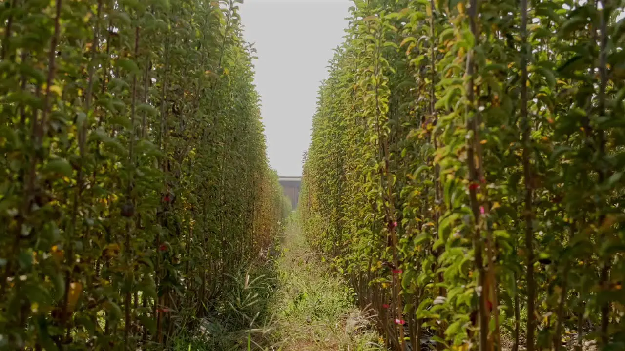 rows of tree saplings on both sides