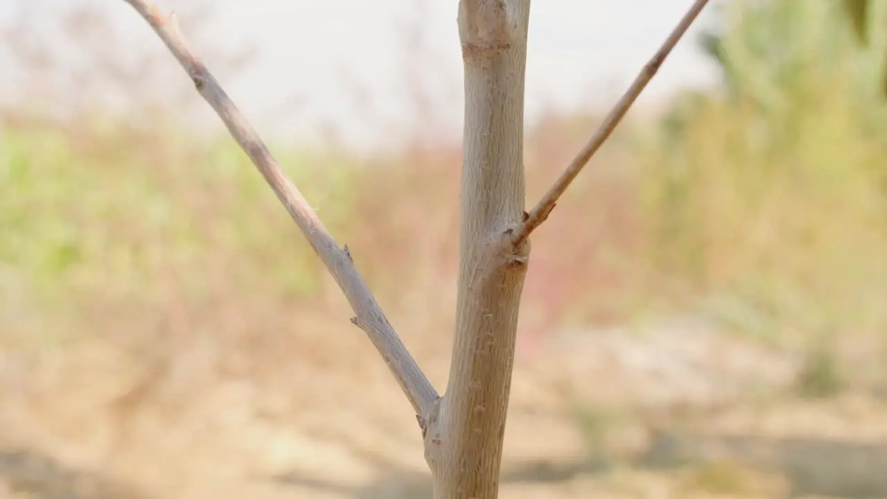 tree sapling from the bottom to up