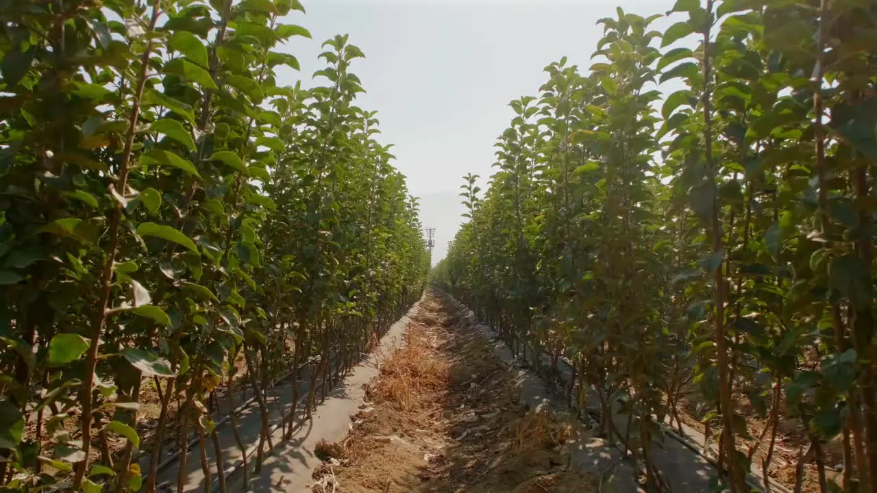 the camera passes between the tree saplings