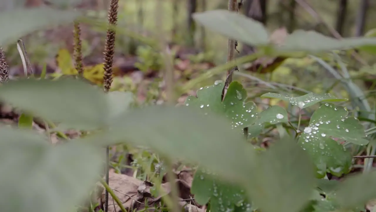 Plant on the forest floor