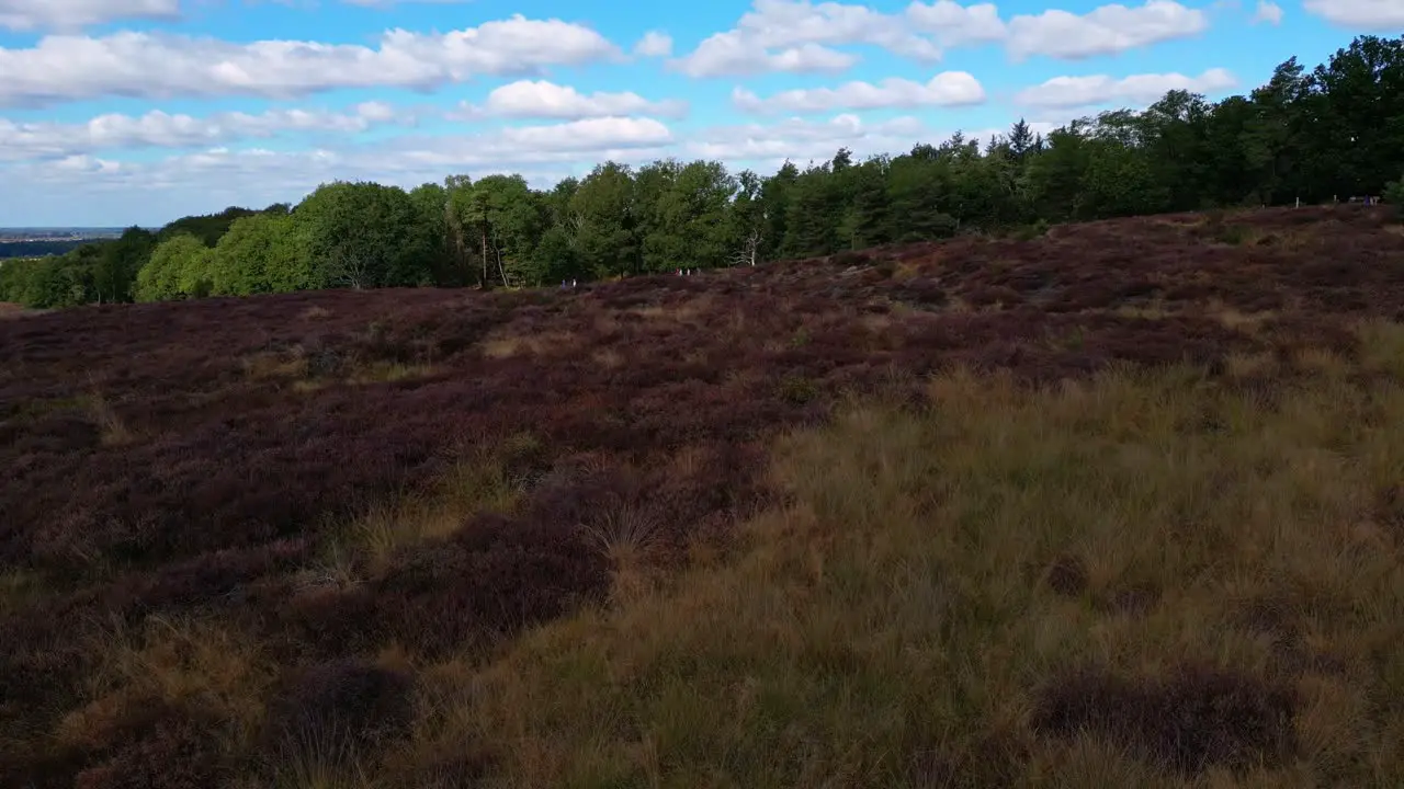 Heather Field In Bloom At Mookerheide Nature Preserve In Netherlands