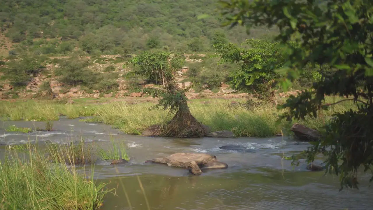 Side view of a flowing river through a forest at a village of Gwalior in India