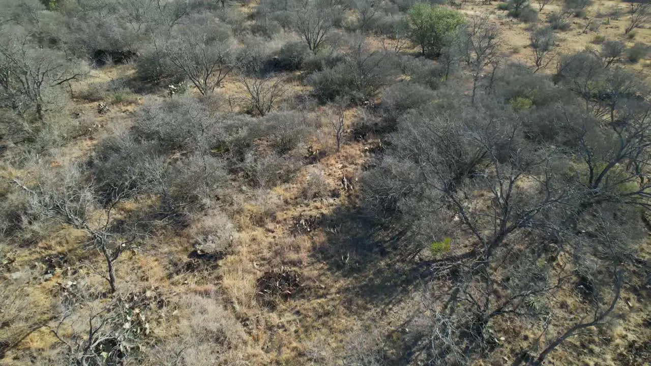 Aerial video following a single turkey running through trees