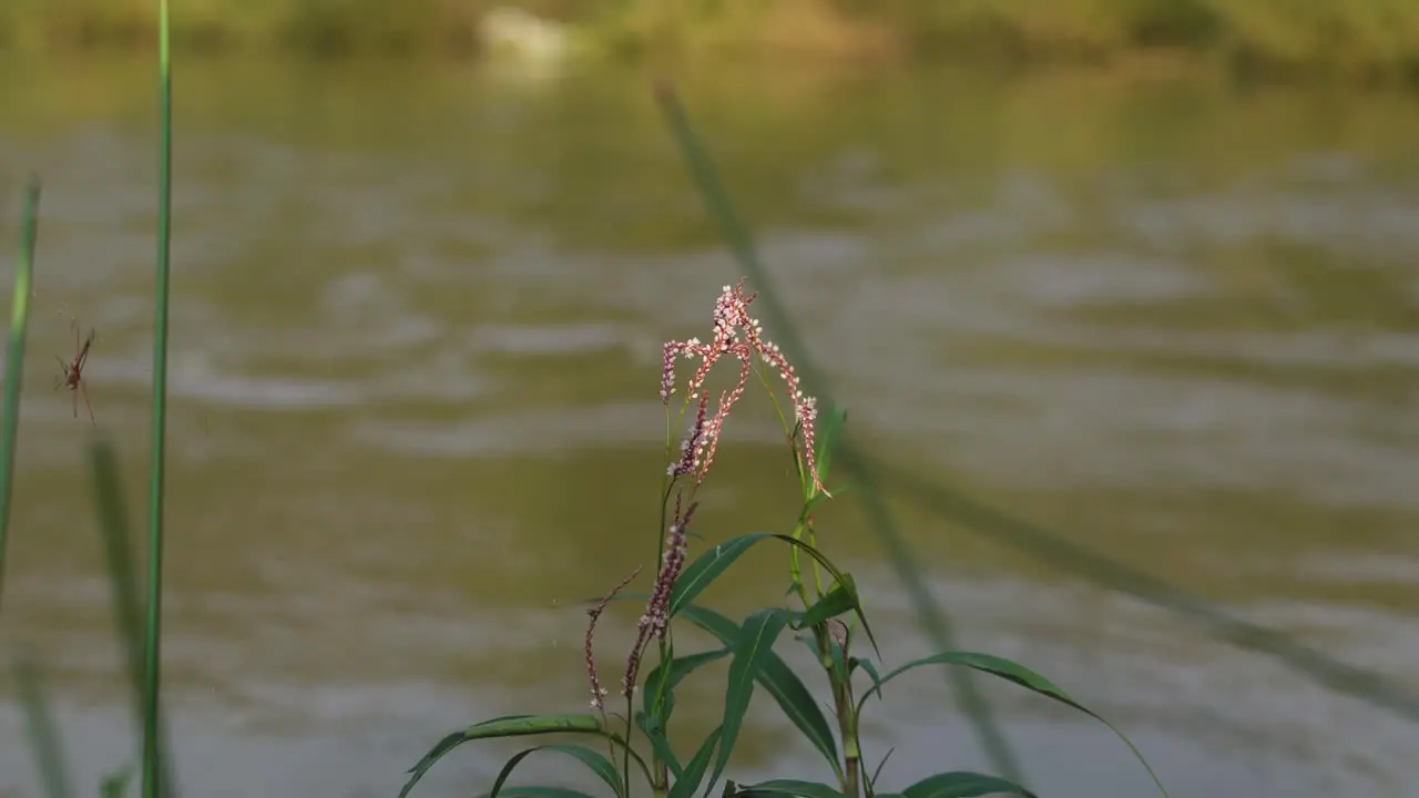 Closeup shot of a Flower plant near a flowing river