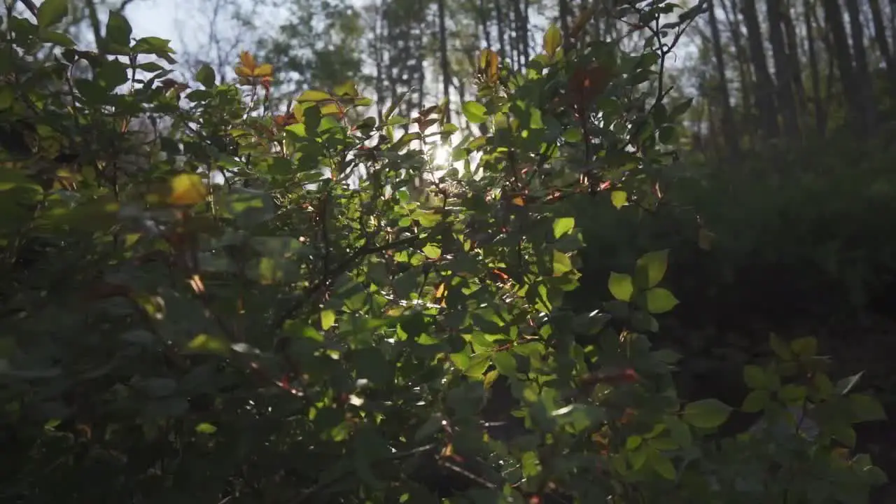 Golden hour sunset peeking through trees and a bush