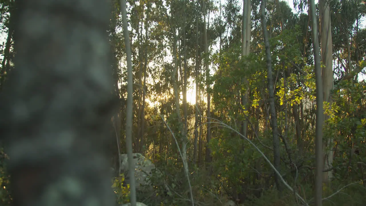 Sun flare through the trees at sunset in the forest