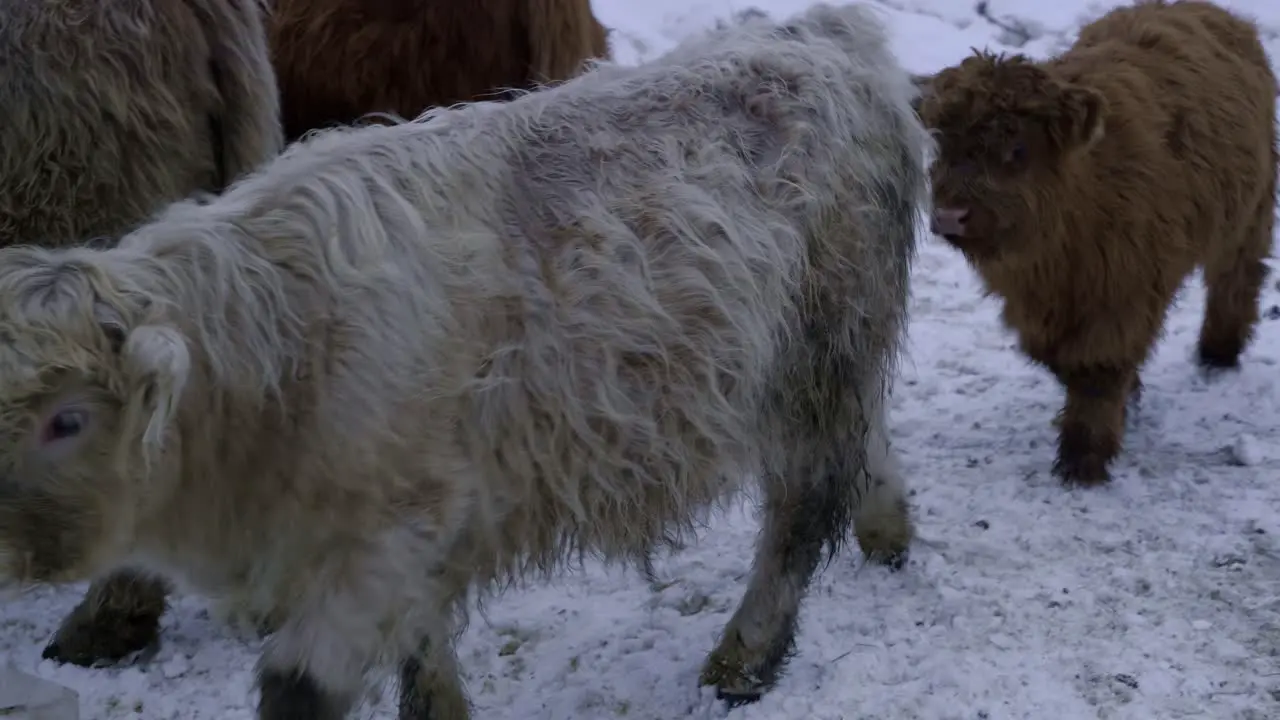 Young highland bull playing between them in winter