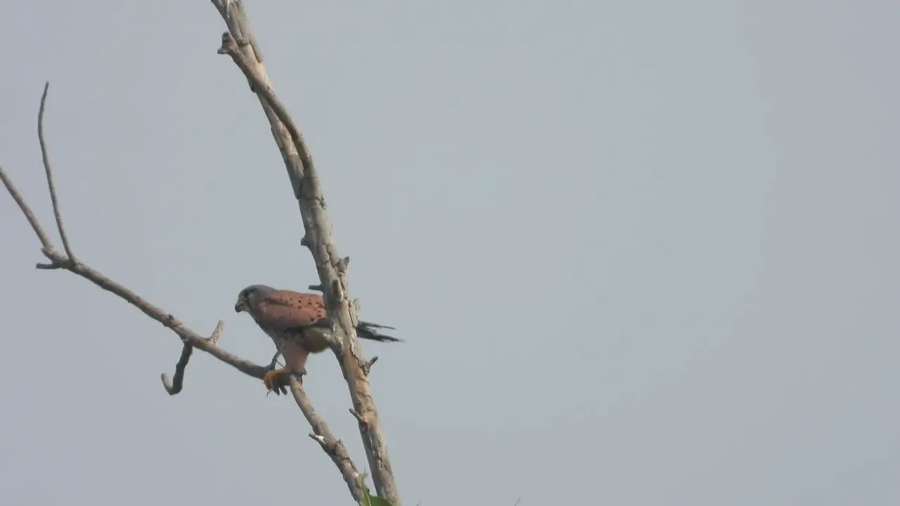 Eagle standing on tree for hunt 