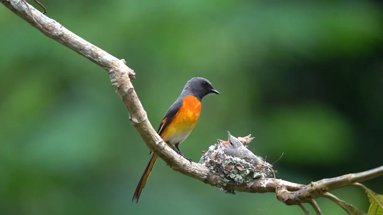 a cute baby bird a small minivet was waiting in the nest then its father came with food for it and then went flying again