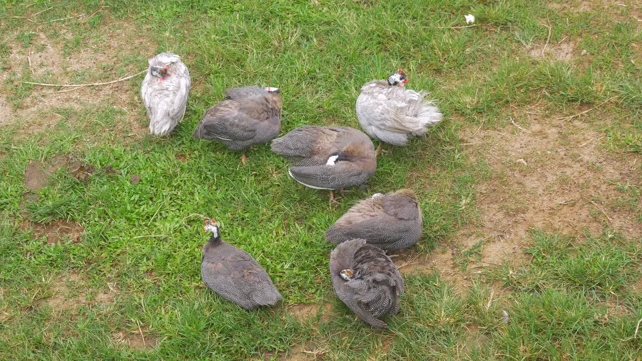 Small amount of guinea fowl on lawn