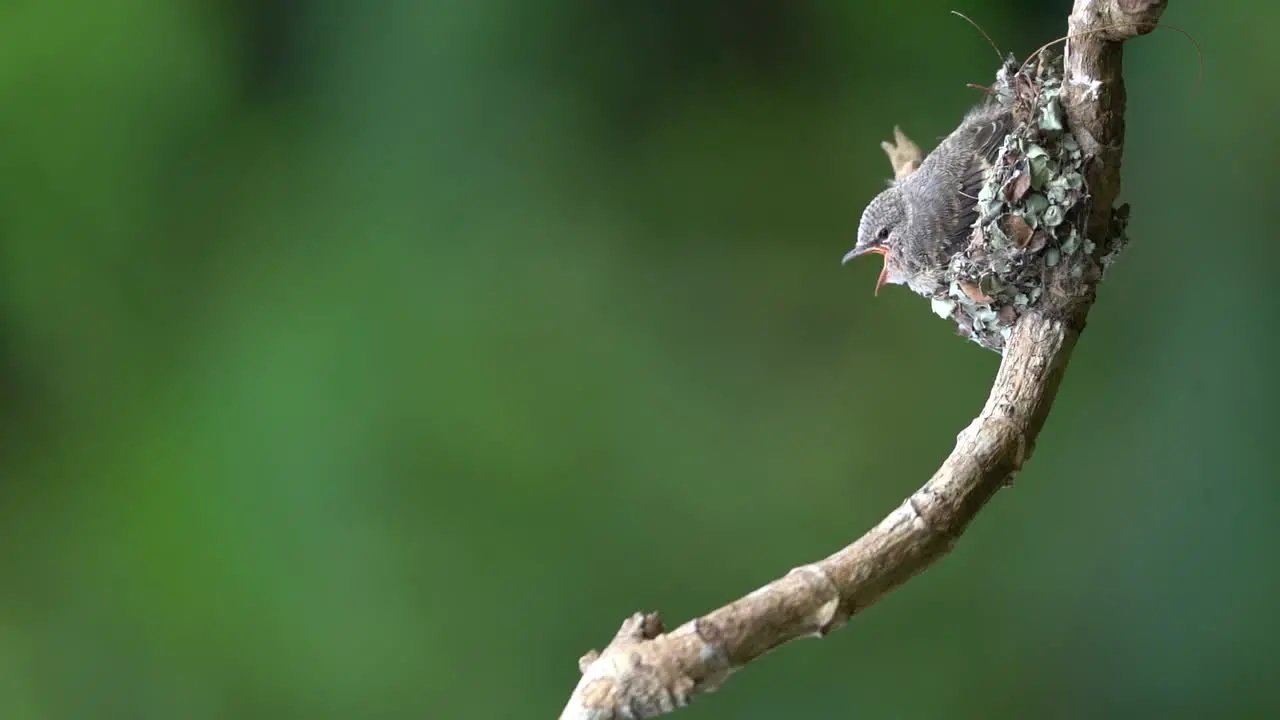 a hungy small minivet chick is in thest waiting for its mother to finally come to feed it