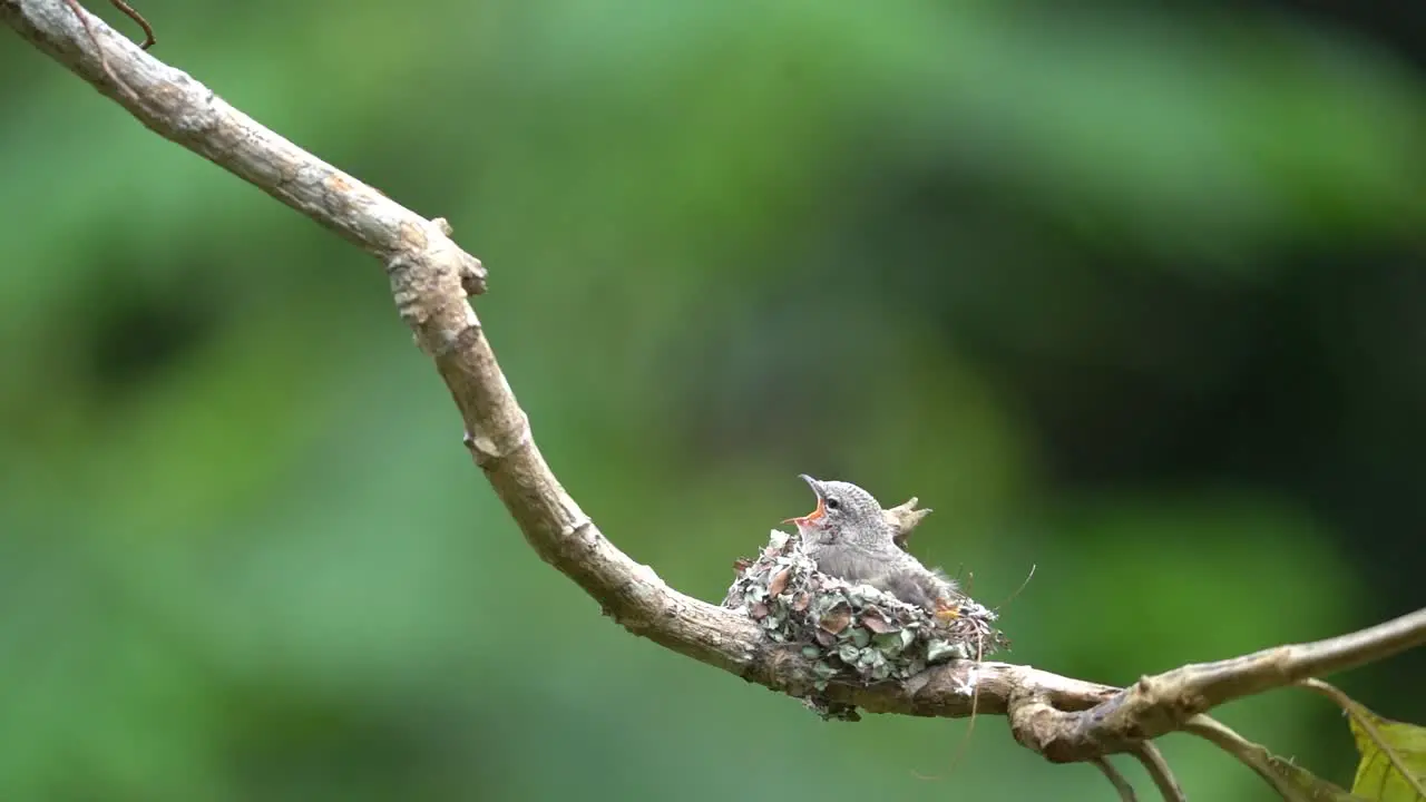 a cute baby bird a small minivet was waiting in the nest and its mother came with food for it